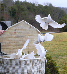 doves flying from basket